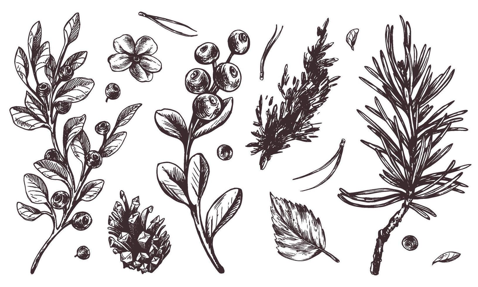 Autumn forest plants, blueberries, lingonberries, cones, leaves, pine needles, moss and grass. Graphic illustration, hand drawn with brown ink, line art monochrome. Set of elements vector