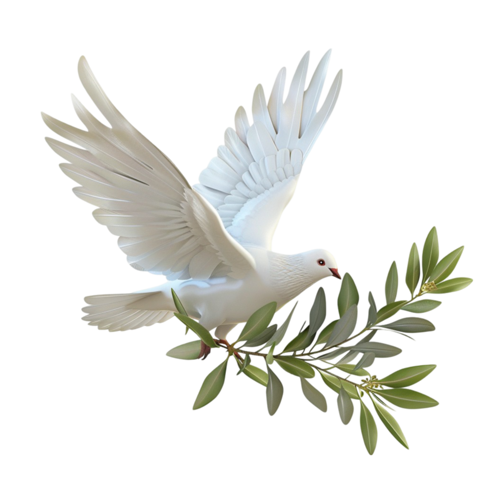 white dove with olive branch on transparent background png