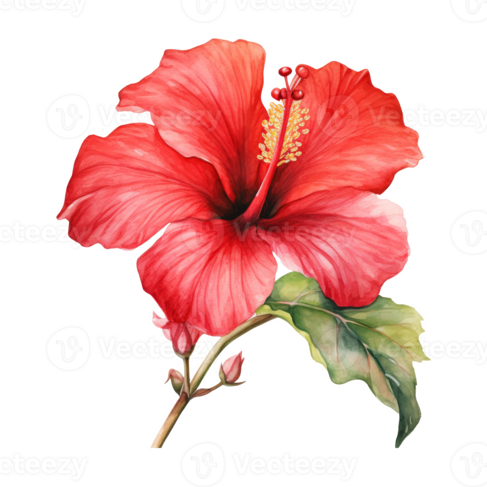 Red Hibiscus, Tropical Flower Illustration. Watercolor Style. png
