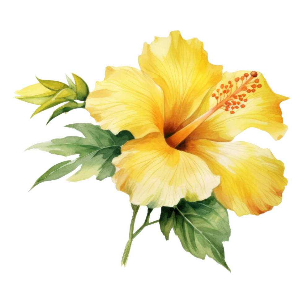 Yellow Hibiscus, Tropical Flower Illustration. Watercolor Style. png