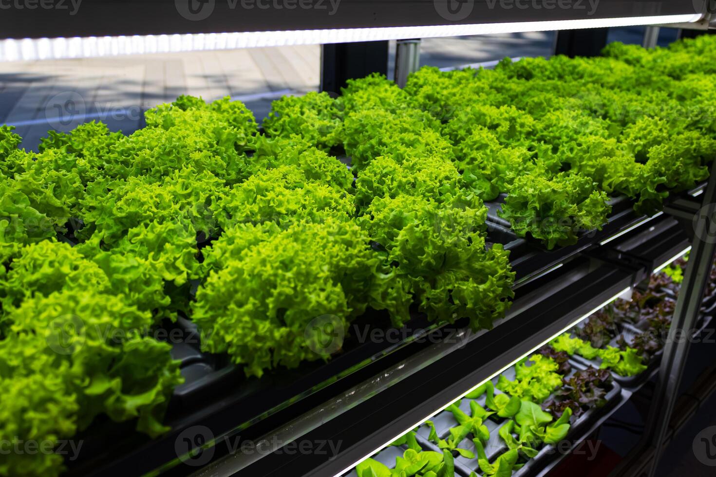 Bed with different types of lettuce, vegetable garden, vertical. High quality photo