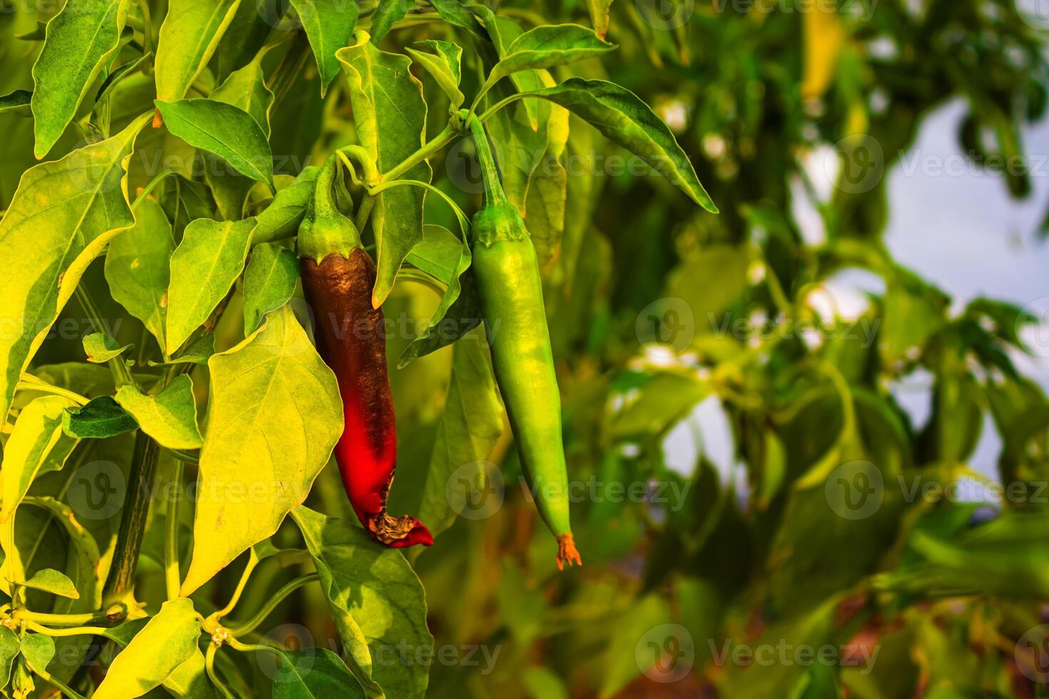 Green bell pepper hanging on tree in the plantation, can be eaten fresh or cooked. High quality photo