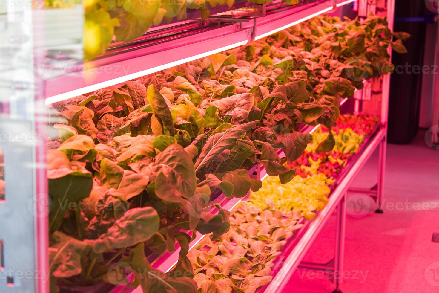 Bed with different types of lettuce, vegetable garden, vertical. High quality photo