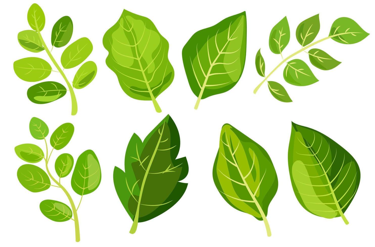 featuring eight different types of green leaves. Each leaf showcases unique shapes and vein patterns. graphic is simple, clean, and vibrant, ideal for nature-themed designs and eco-friendly projects vector