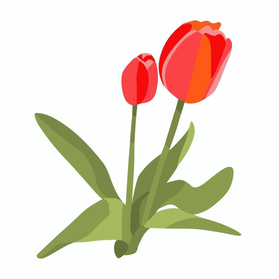 illustration of tulips on a white background. vector