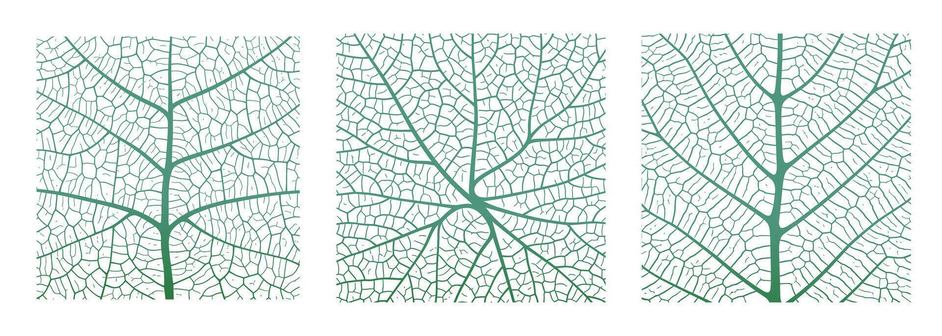 Leaf vein texture abstract background with close up plant leaf cells ornament texture pattern. vector