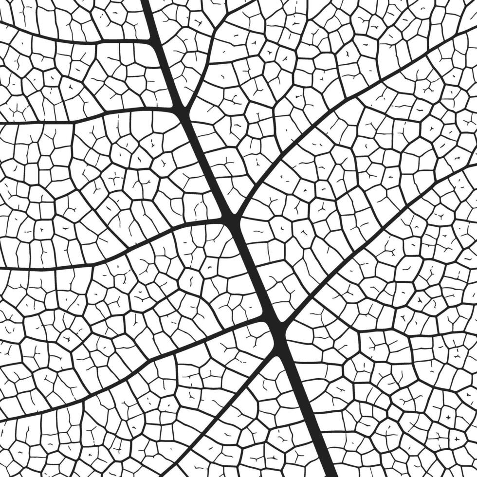 Leaf vein texture abstract background with close up plant leaf cells ornament texture pattern. vector