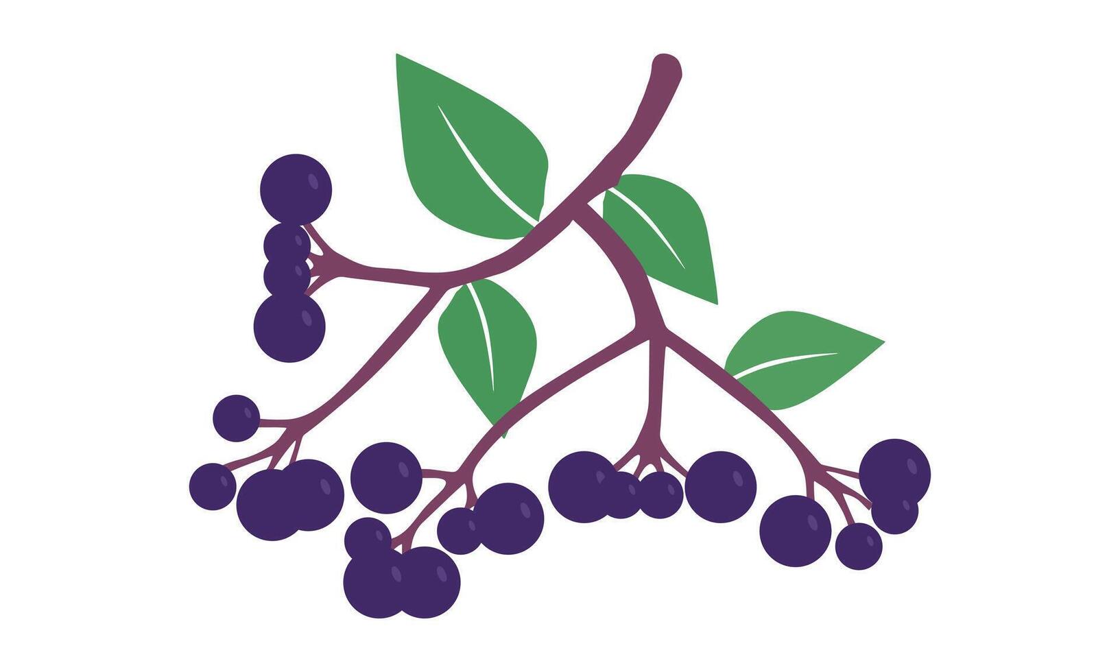 Elderberry Fruit Design. vector