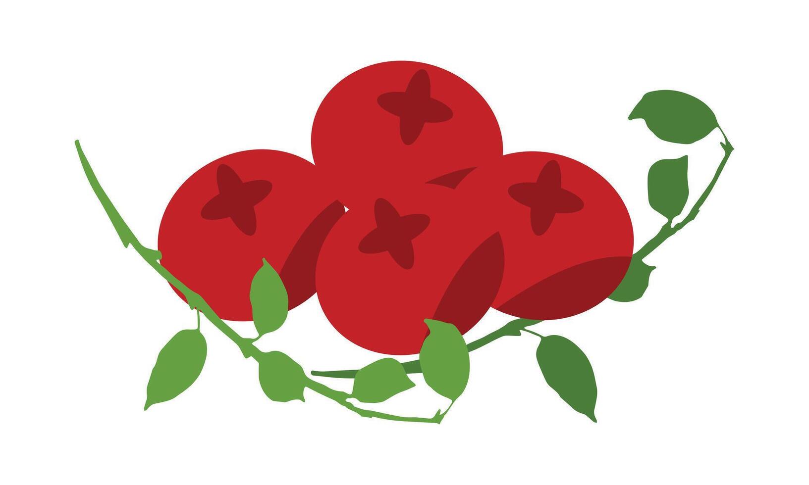 Cranberry Fruit Design. vector