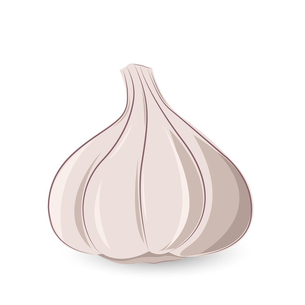 Garlic Bulbs and cloves in flat design. Graphic element for fabric, textile, clothing, wrapping paper, wallpaper, poster. Illustration vector