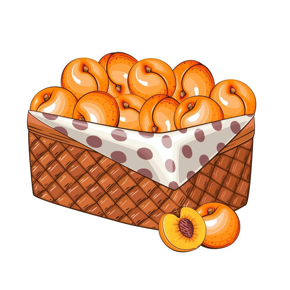 Apricot Basket. Basket of fruits illustration. Organic design concept. Hand Drawn fruits collection. Basket with fruits. Farm products. vector