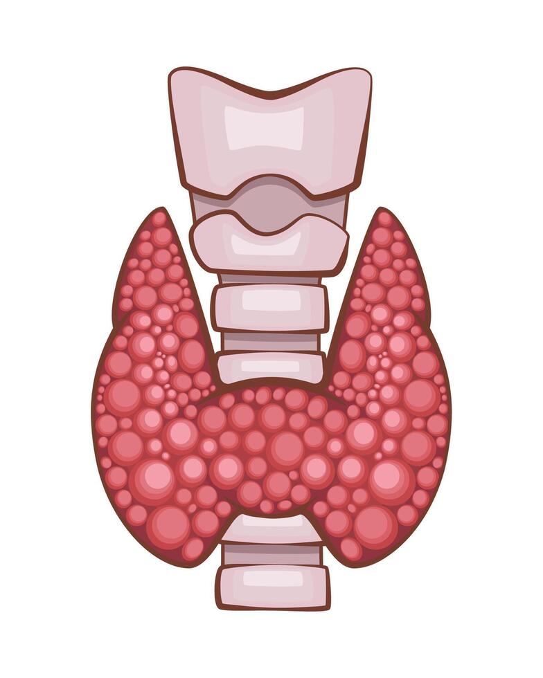 Thyroid Gland Isolated. Human internal organ. Anatomical Illustration. Science, medicine, biology education. Anatomical structure for medical info learning vector