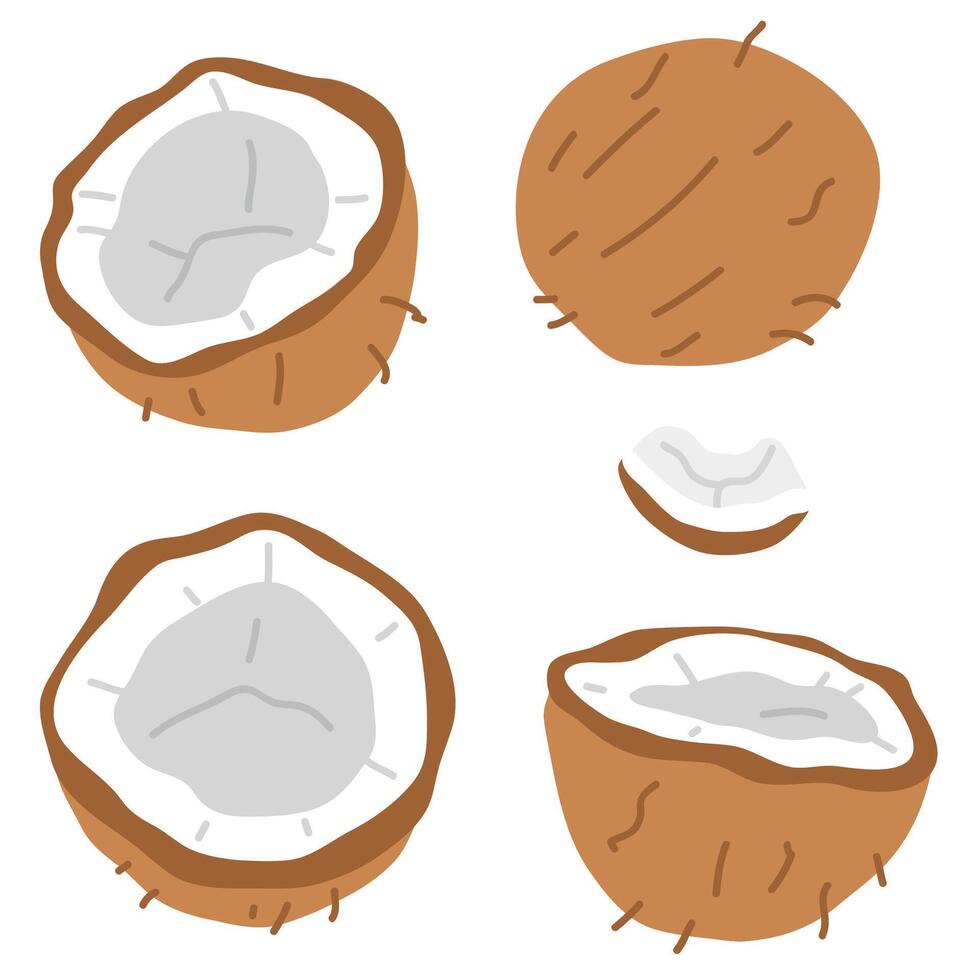 set of coconuts vector