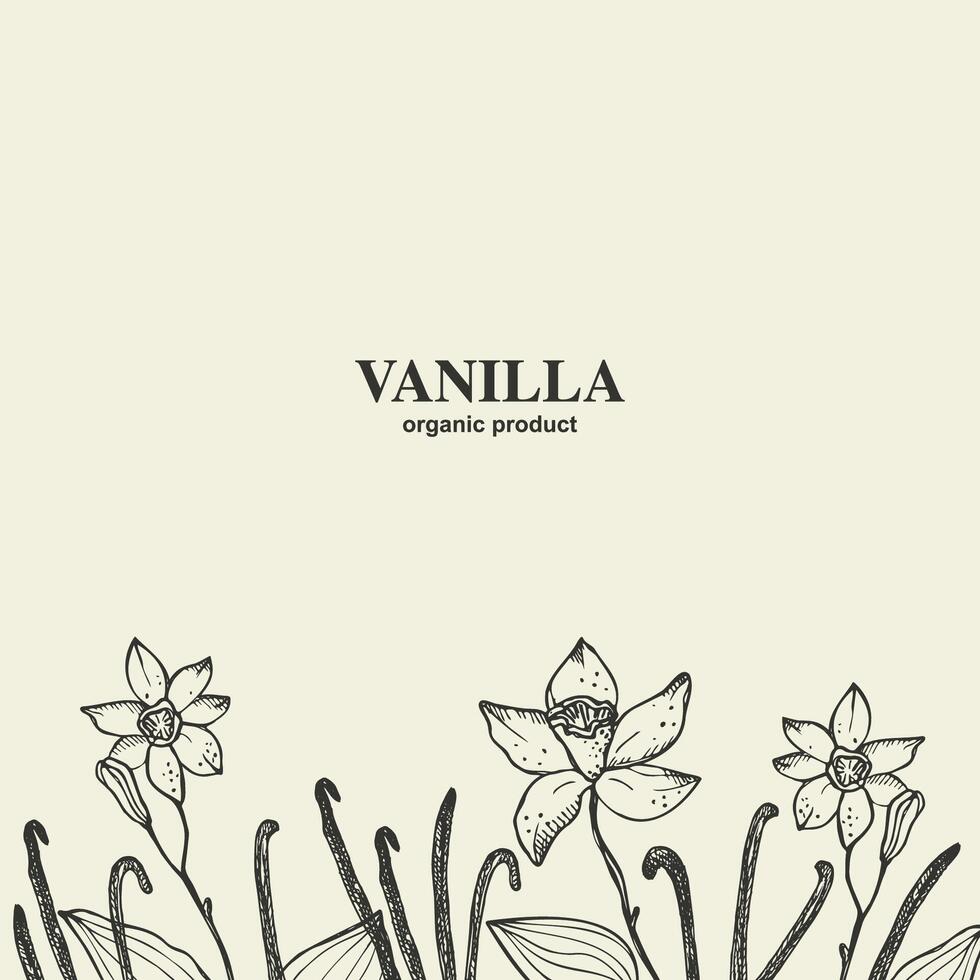 Vanilla pods flowers background with text. Hand drawn illustration with engraved Vanilla orchid branch for banner, label, poster, wrapping, paper, print, card. Botanical floral design template vector