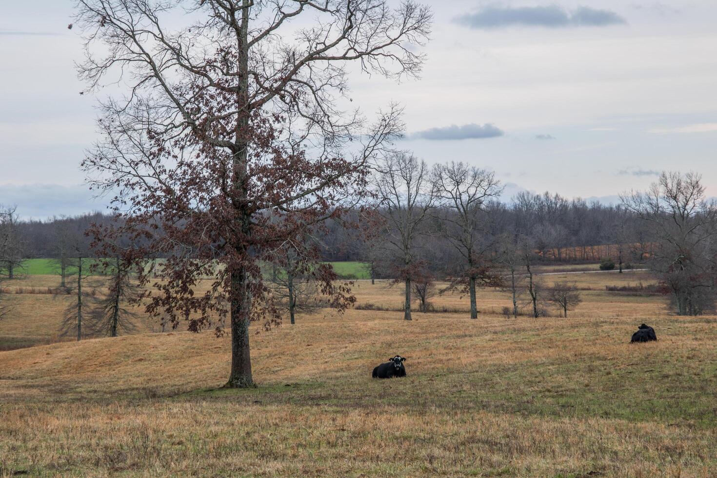 Cows in the field photo