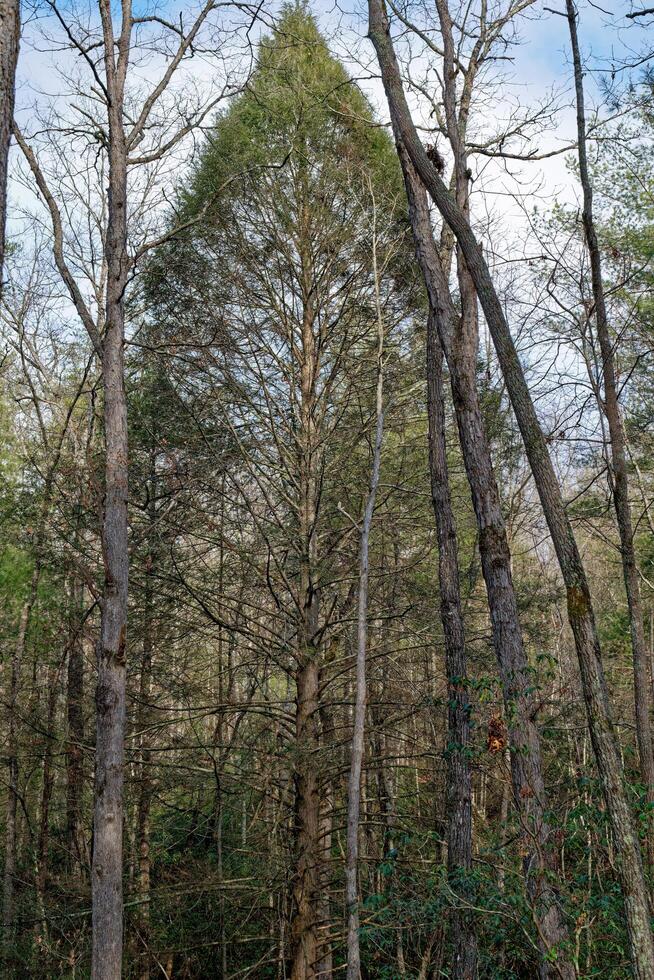 Huge pine tree in the forest photo