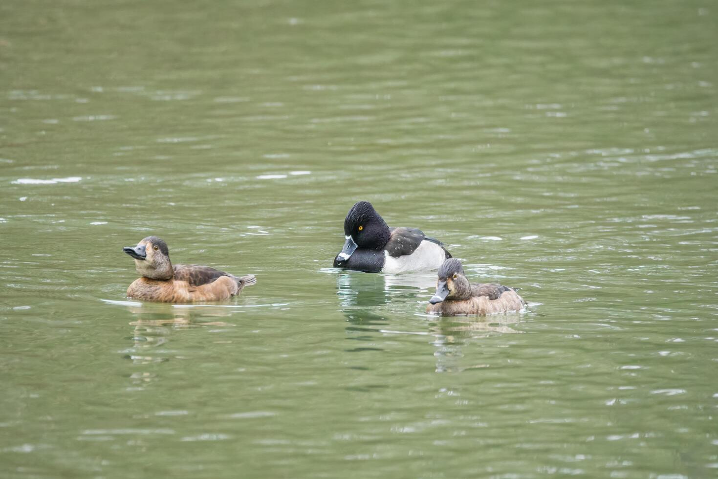 Ring-necked duck male and females photo