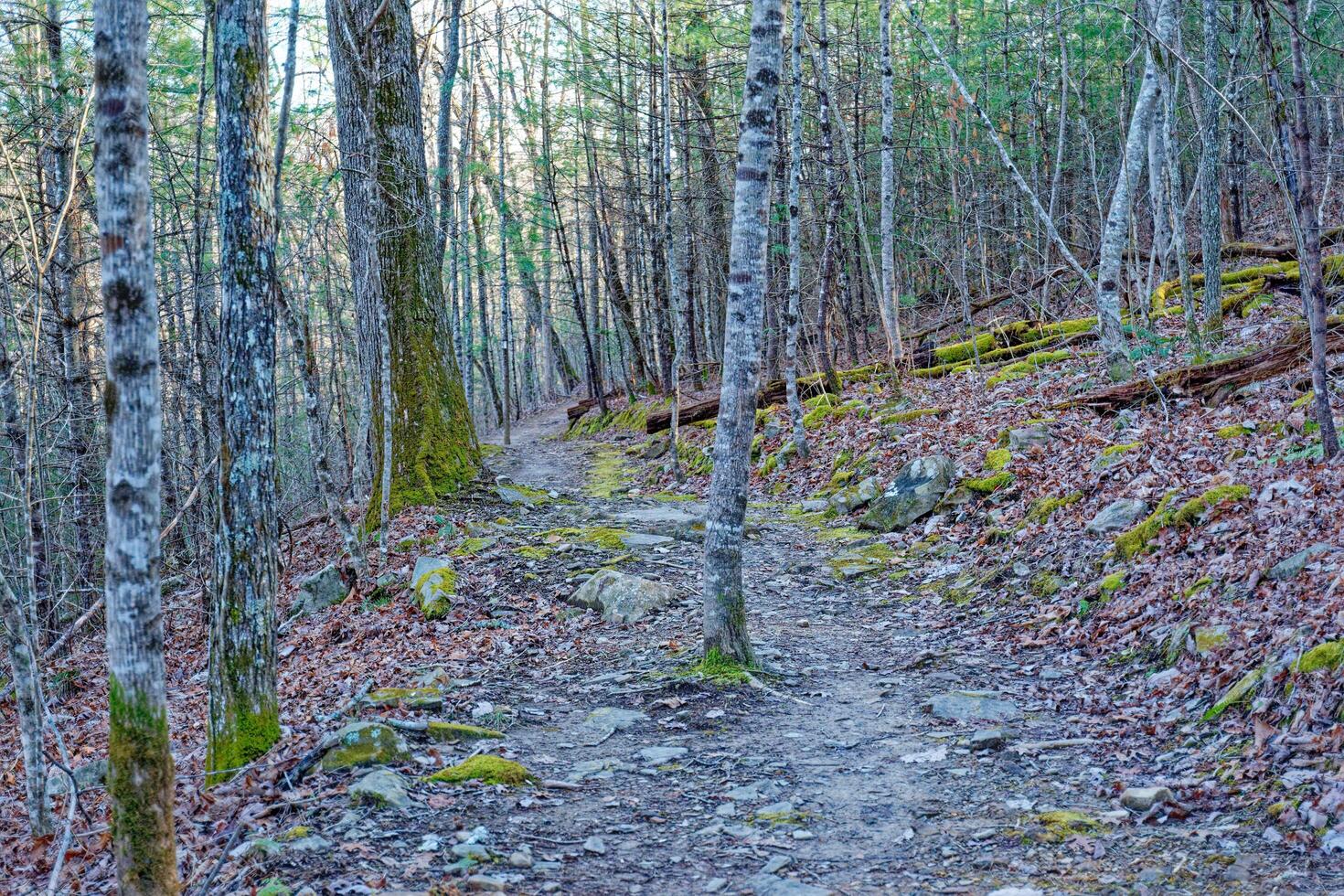 Tree in the middle of a trail photo