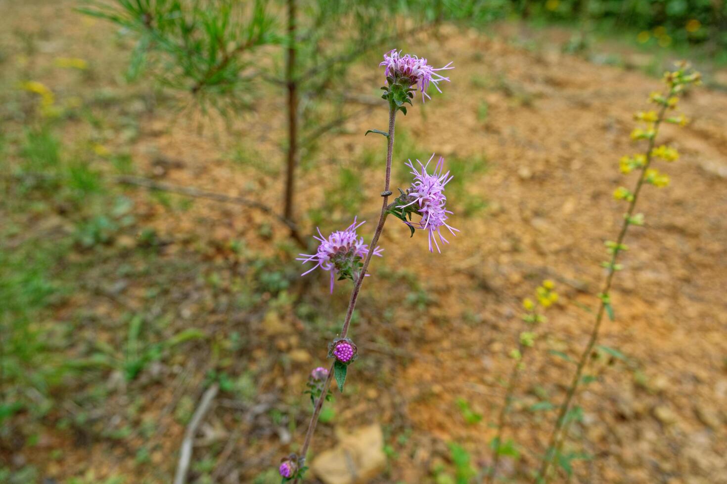 Blazing star plant photo