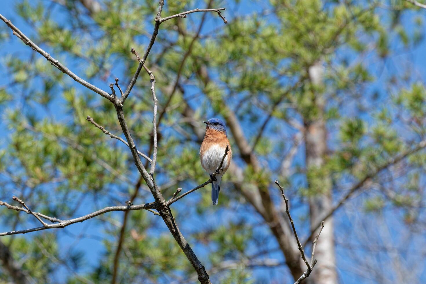 Eastern bluebird on a branch photo