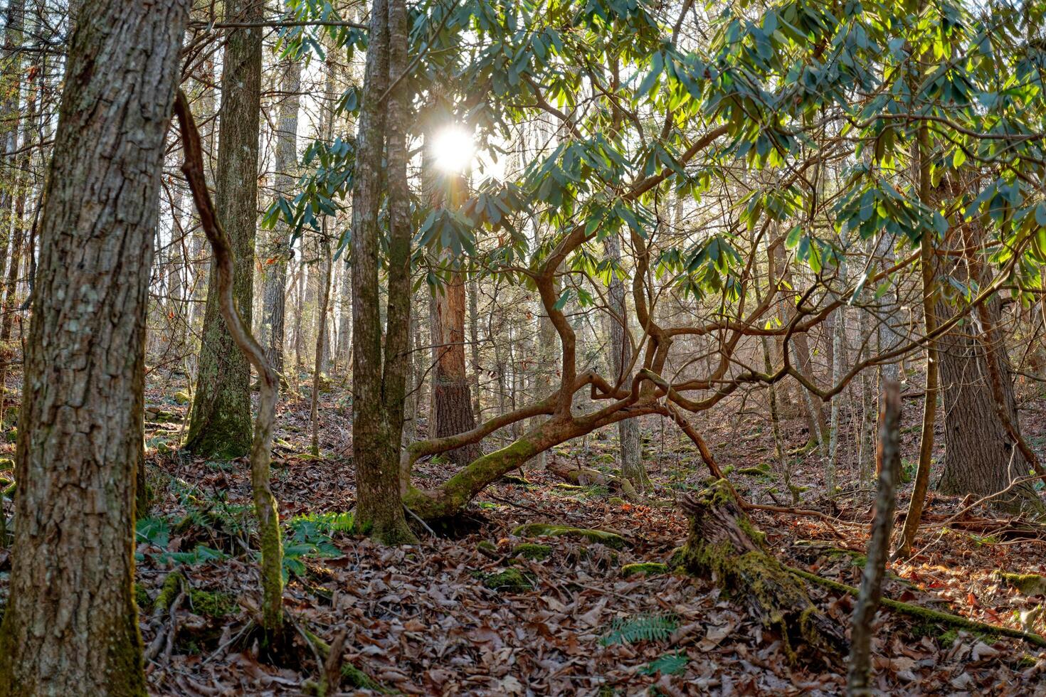 Sun setting in the forest photo
