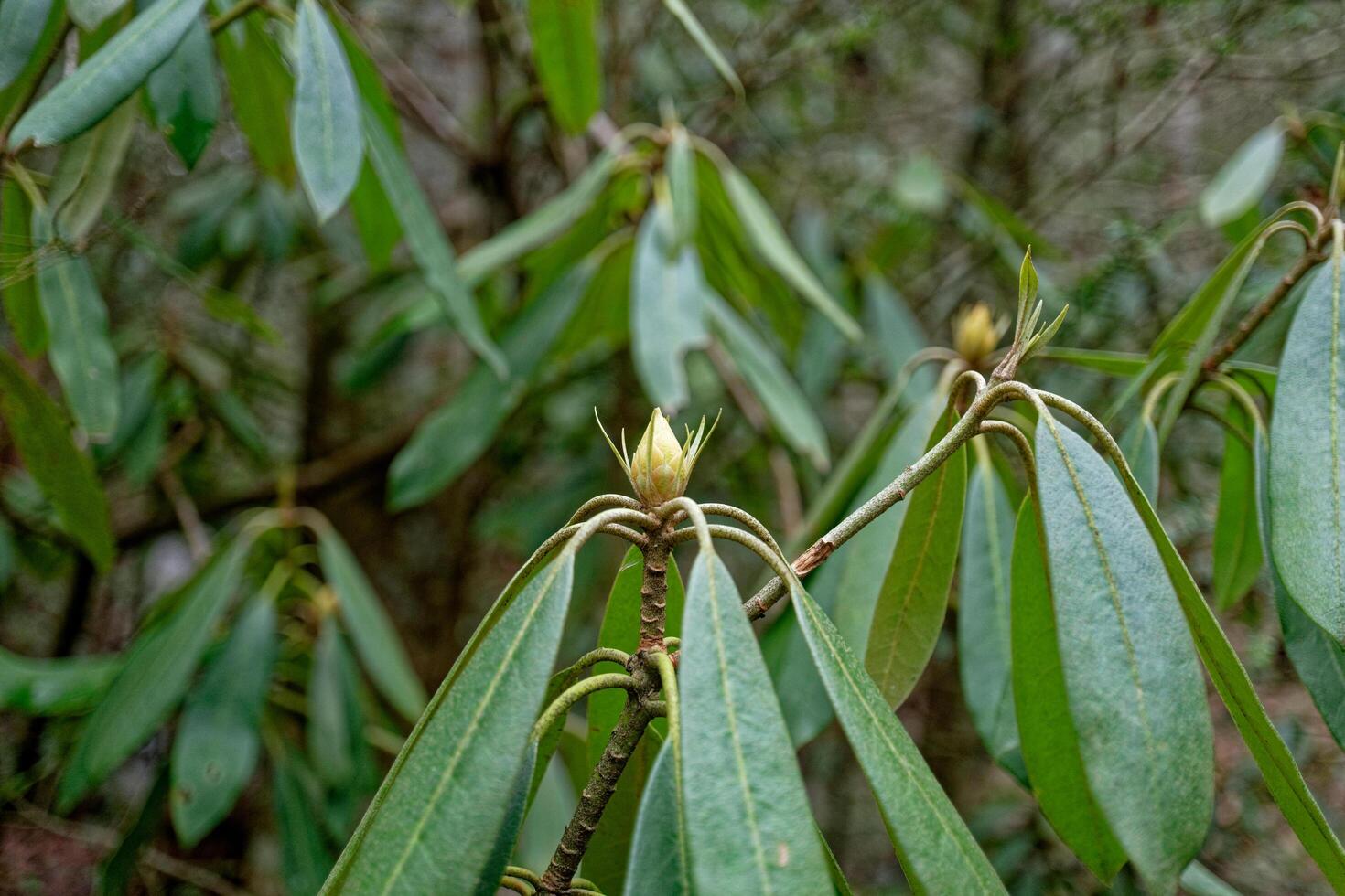 Buds on a rhododendron plant photo