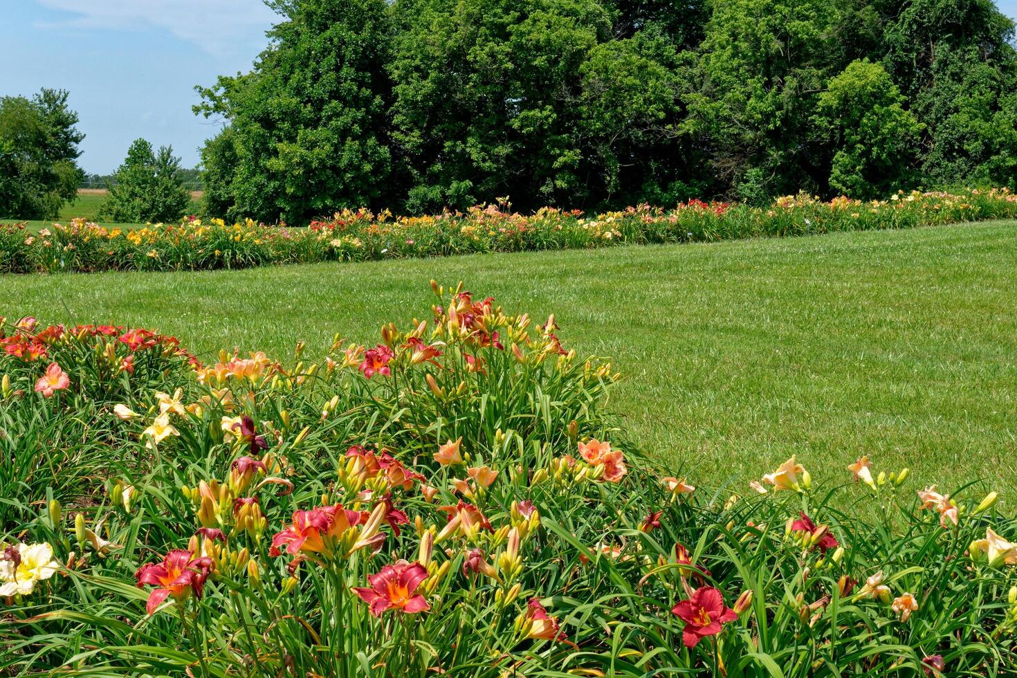 Variety of daylilies in a field photo