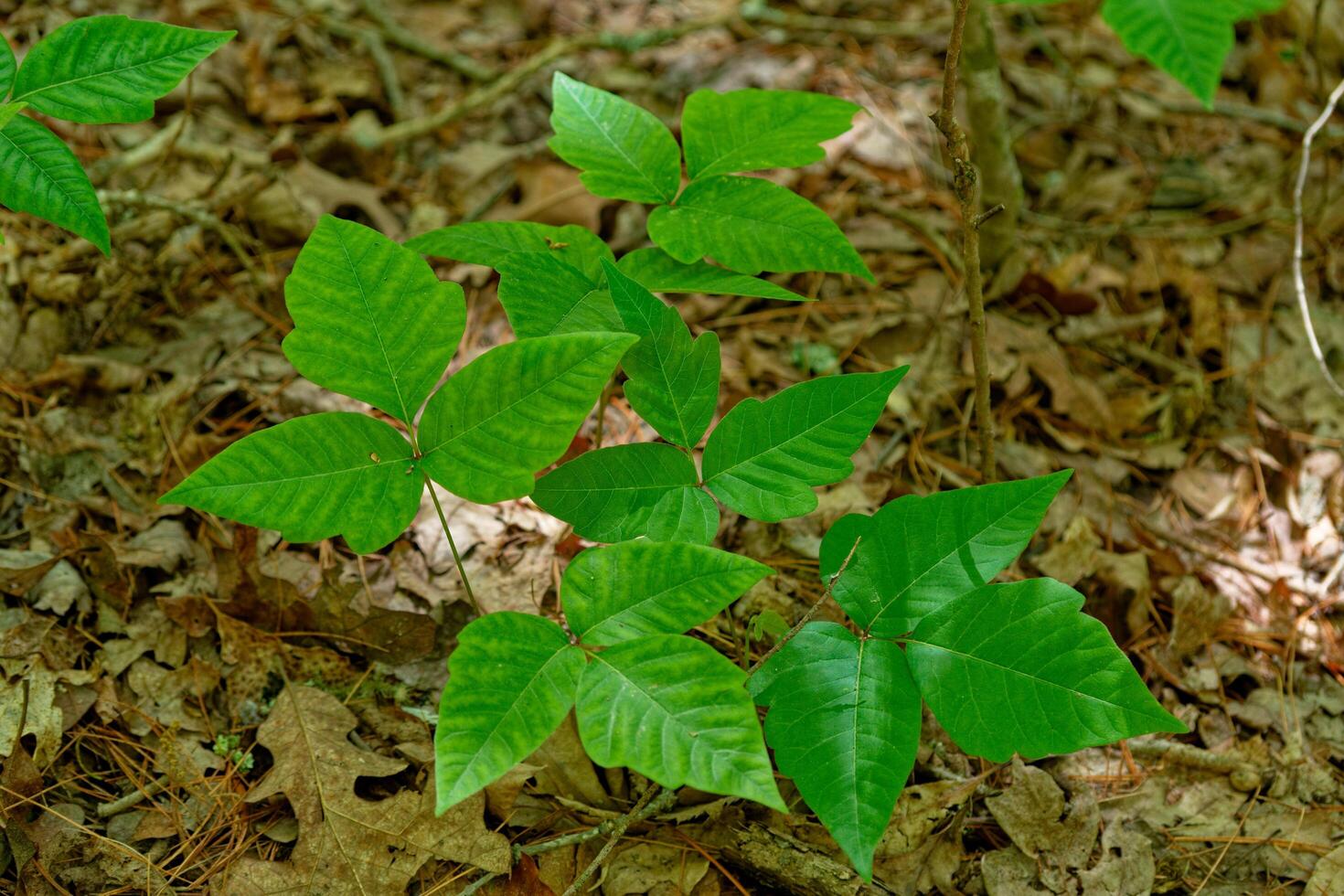Grouping of poison ivy photo