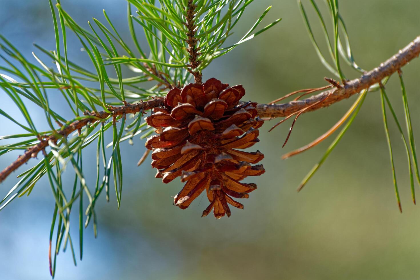 Pinecone on a branch closeup photo