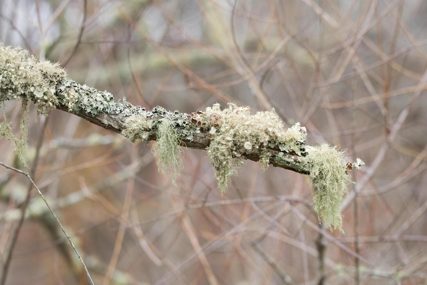 Lichen and fungi on a branch photo