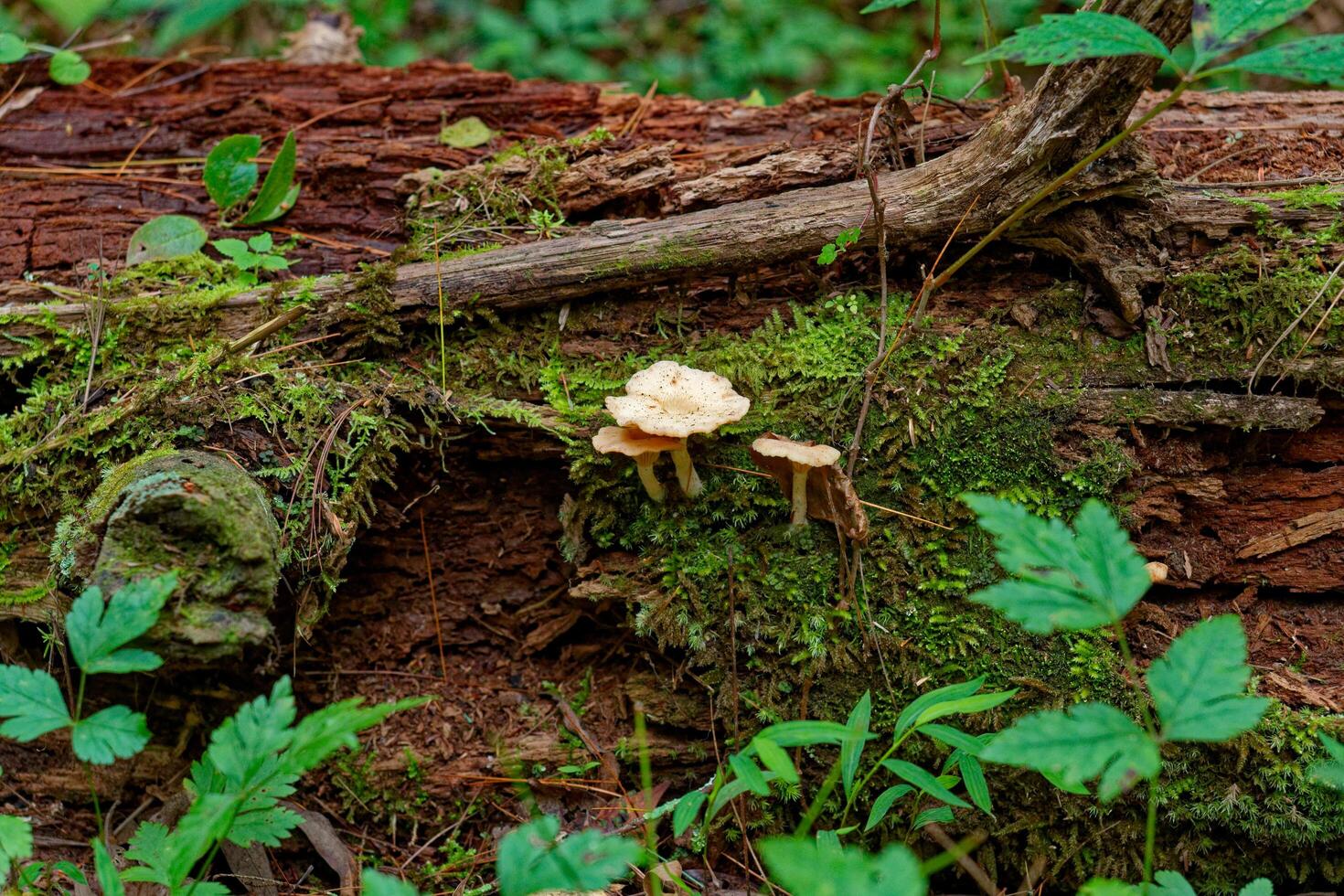 Trio of mushrooms on a log photo