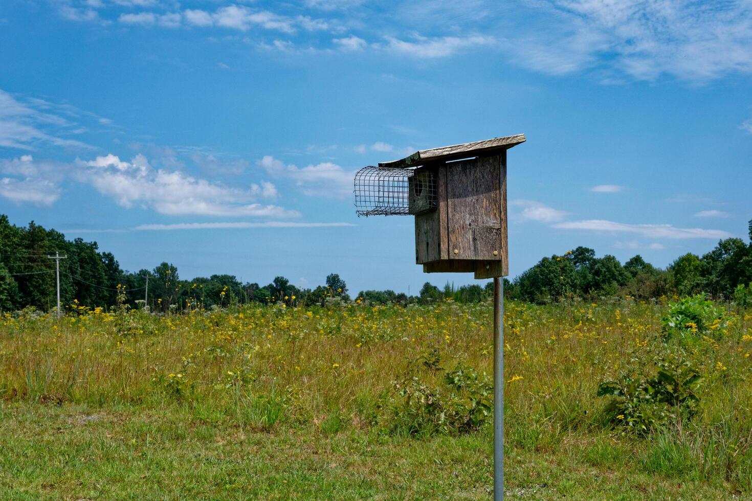 Eastern bluebird house in a prairie photo