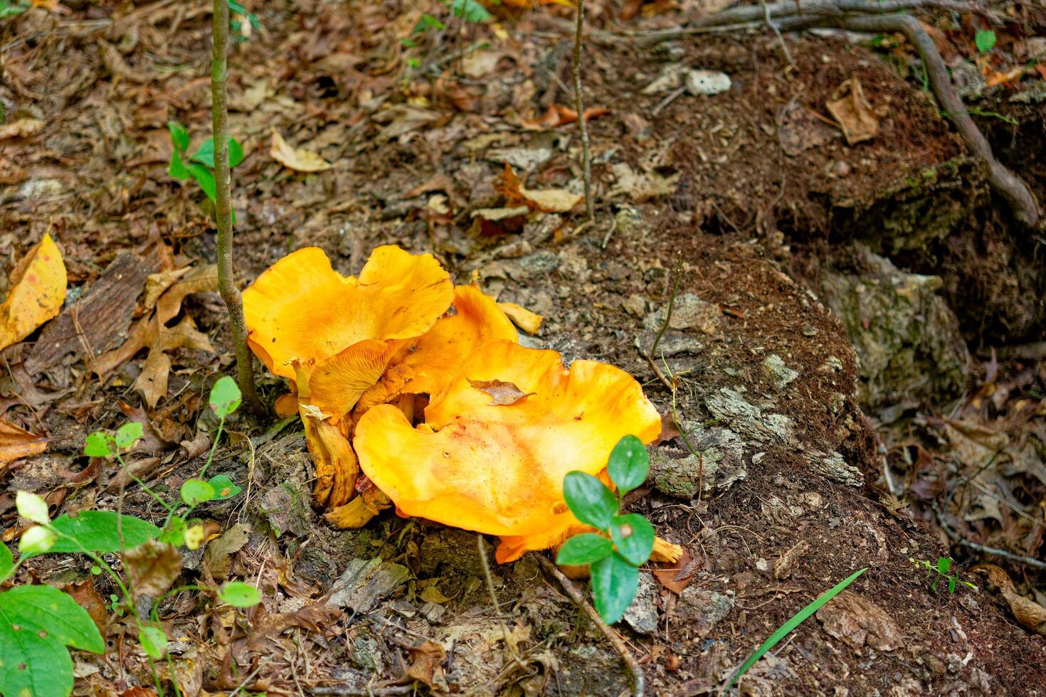 Large mushroom cluster photo