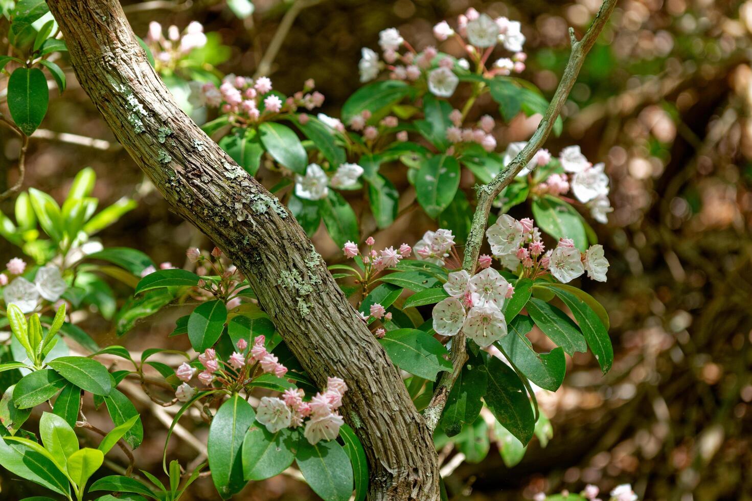Blooming mountain laurel bush photo