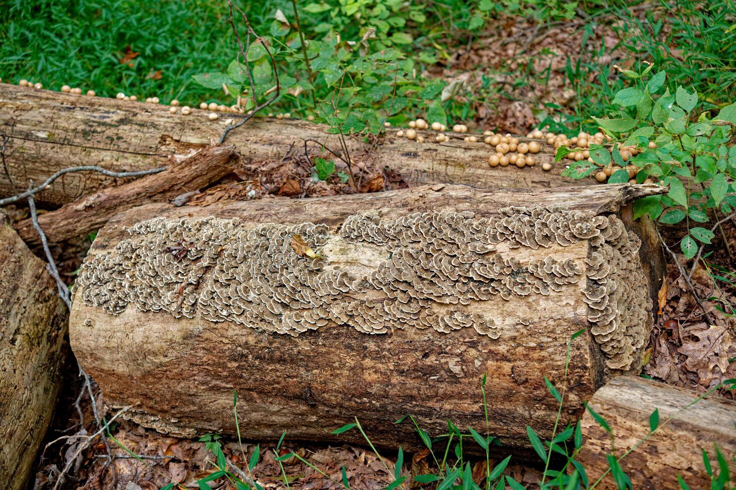 Fungi growth on logs photo