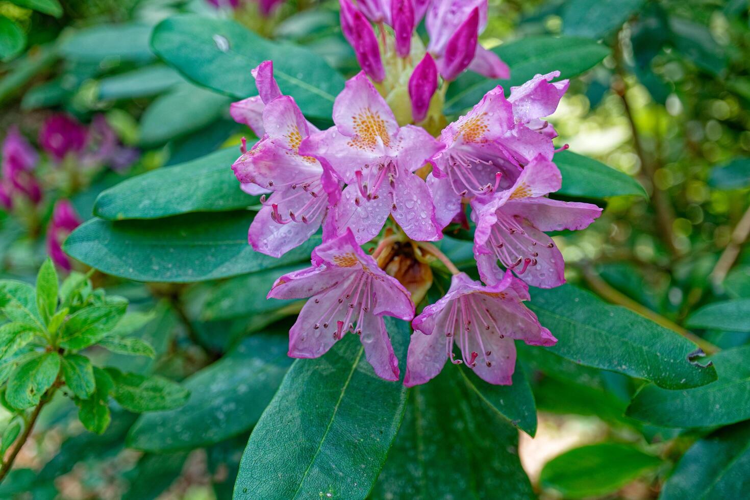 Azalea flowers after the rain photo