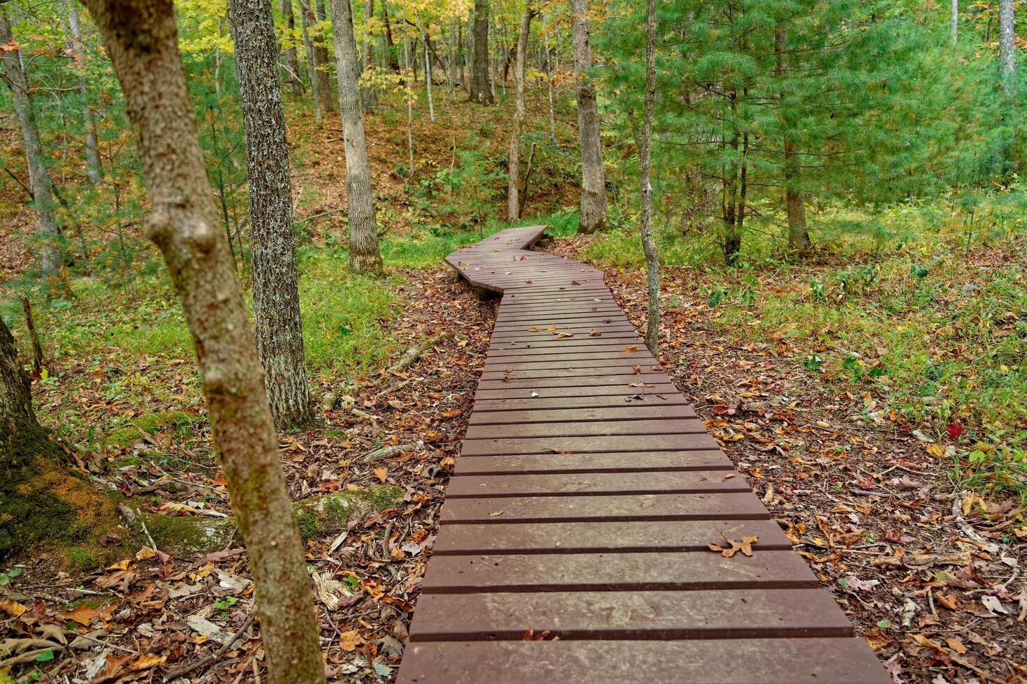 Boardwalk through the forest photo