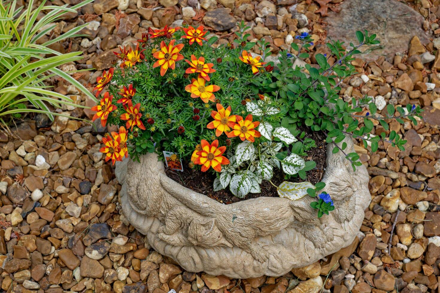 Annual flowers planted together photo