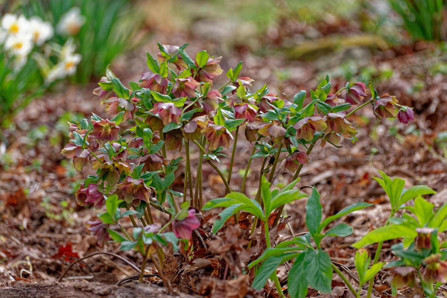 Pink Hellebores in full bloom photo