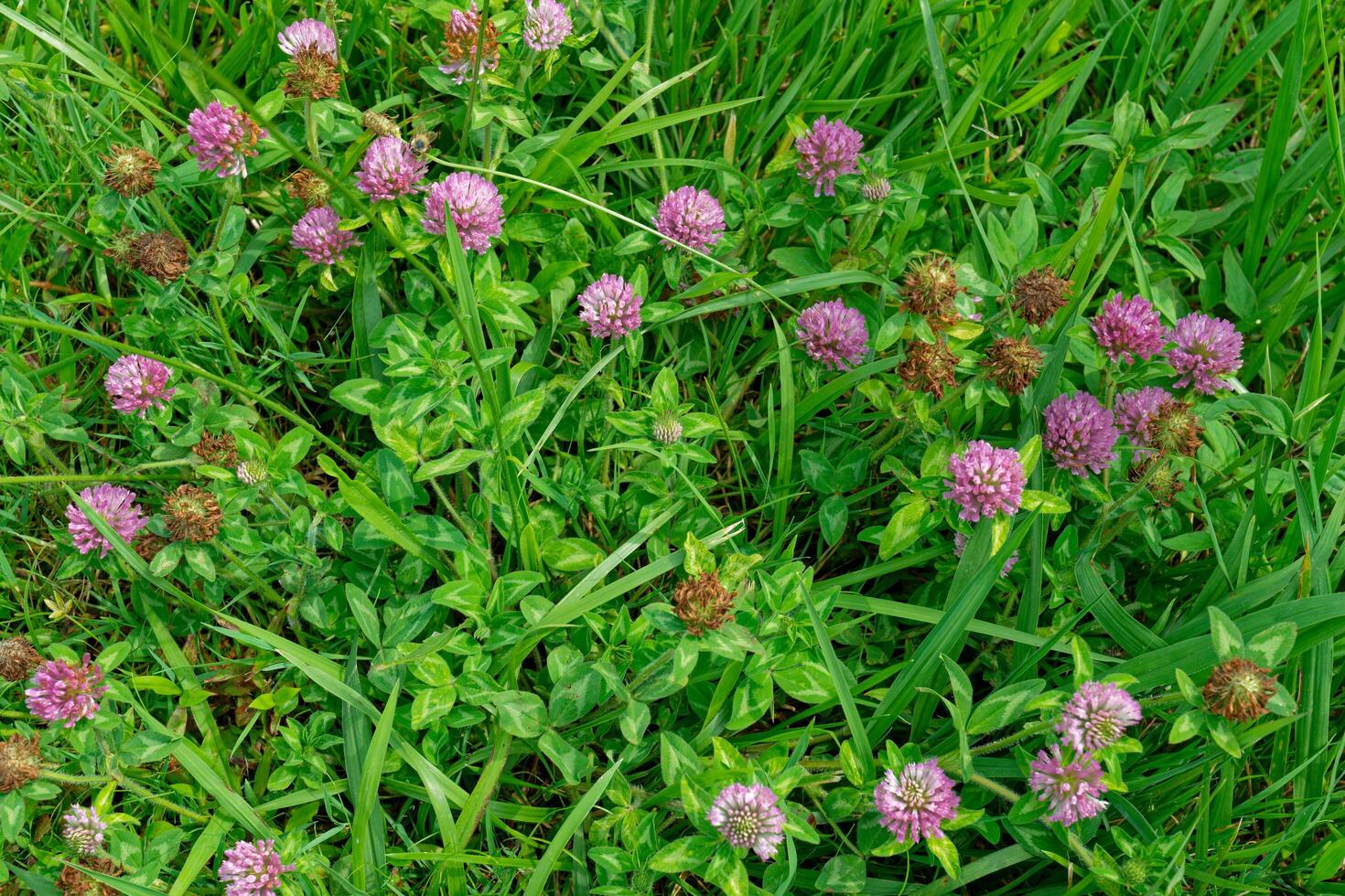 Red clover flowers in bloom photo