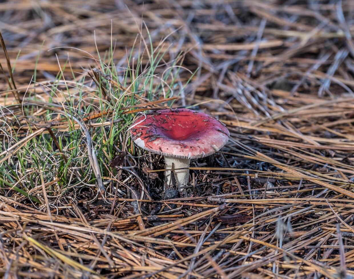 Red cap mushroom photo