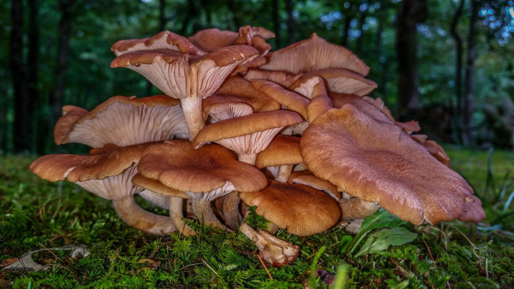 Mushroom cluster closeup photo