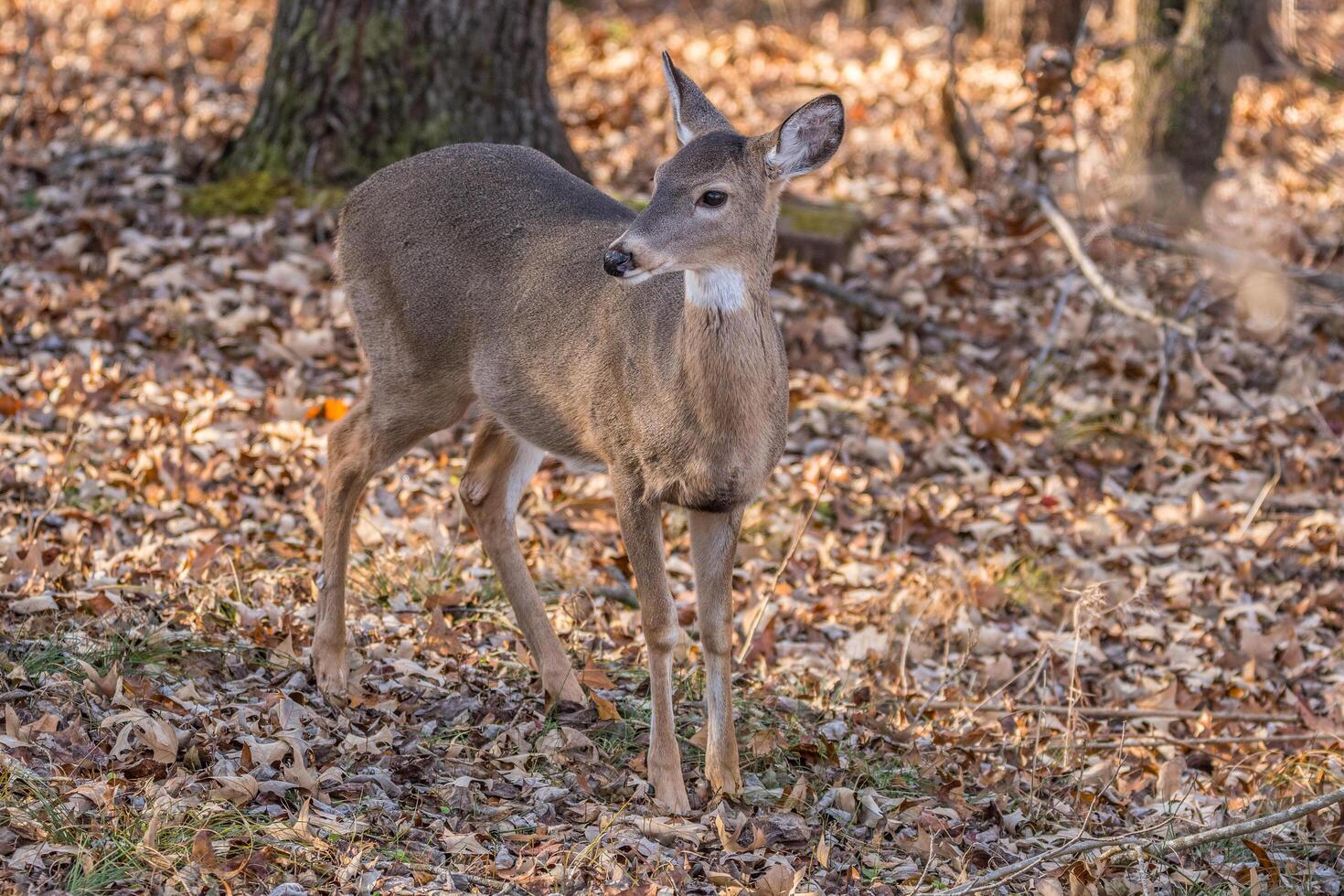 A young deer in the woods photo