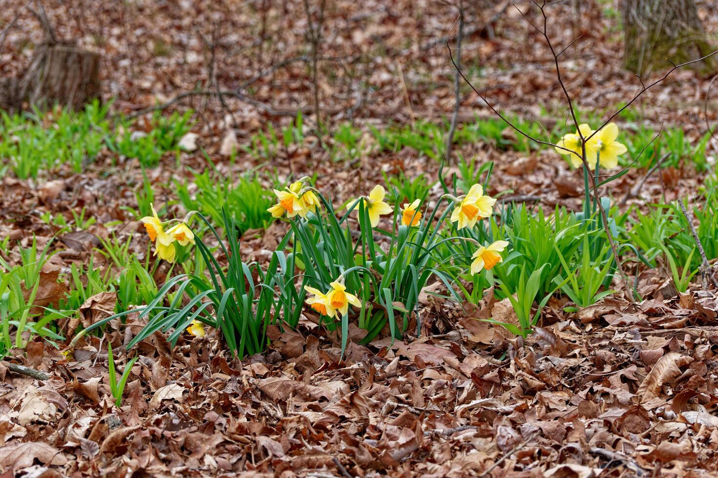 Daffodils growing in the wild photo