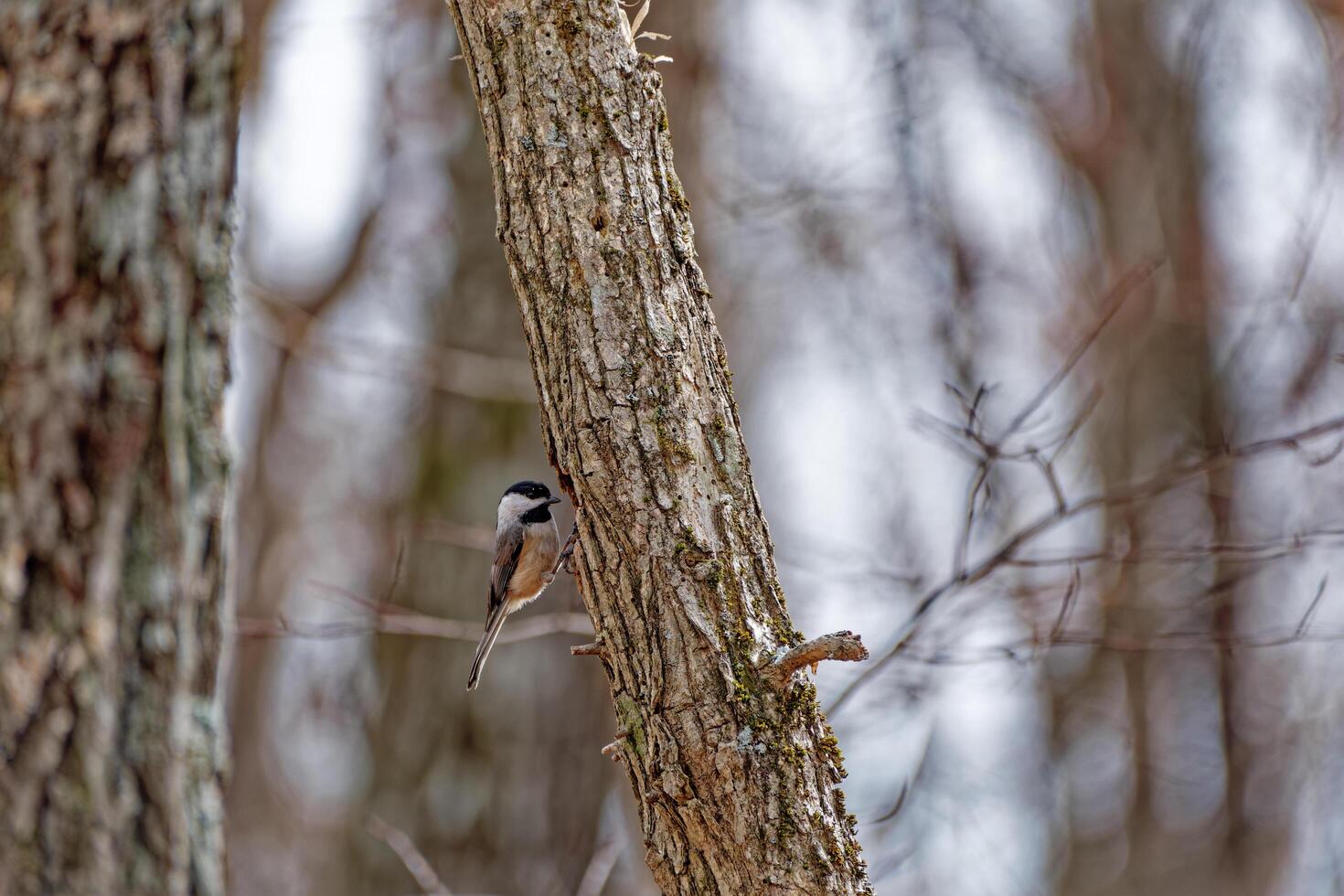 Chickadee bird making a nest photo