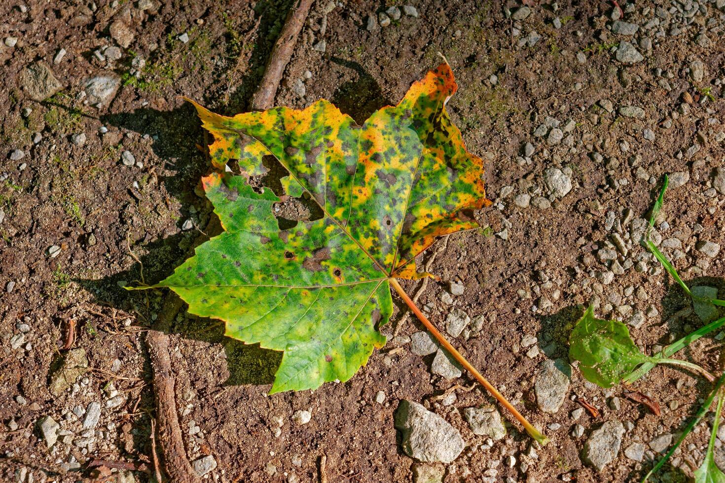 Colorful fallen maple leaf photo