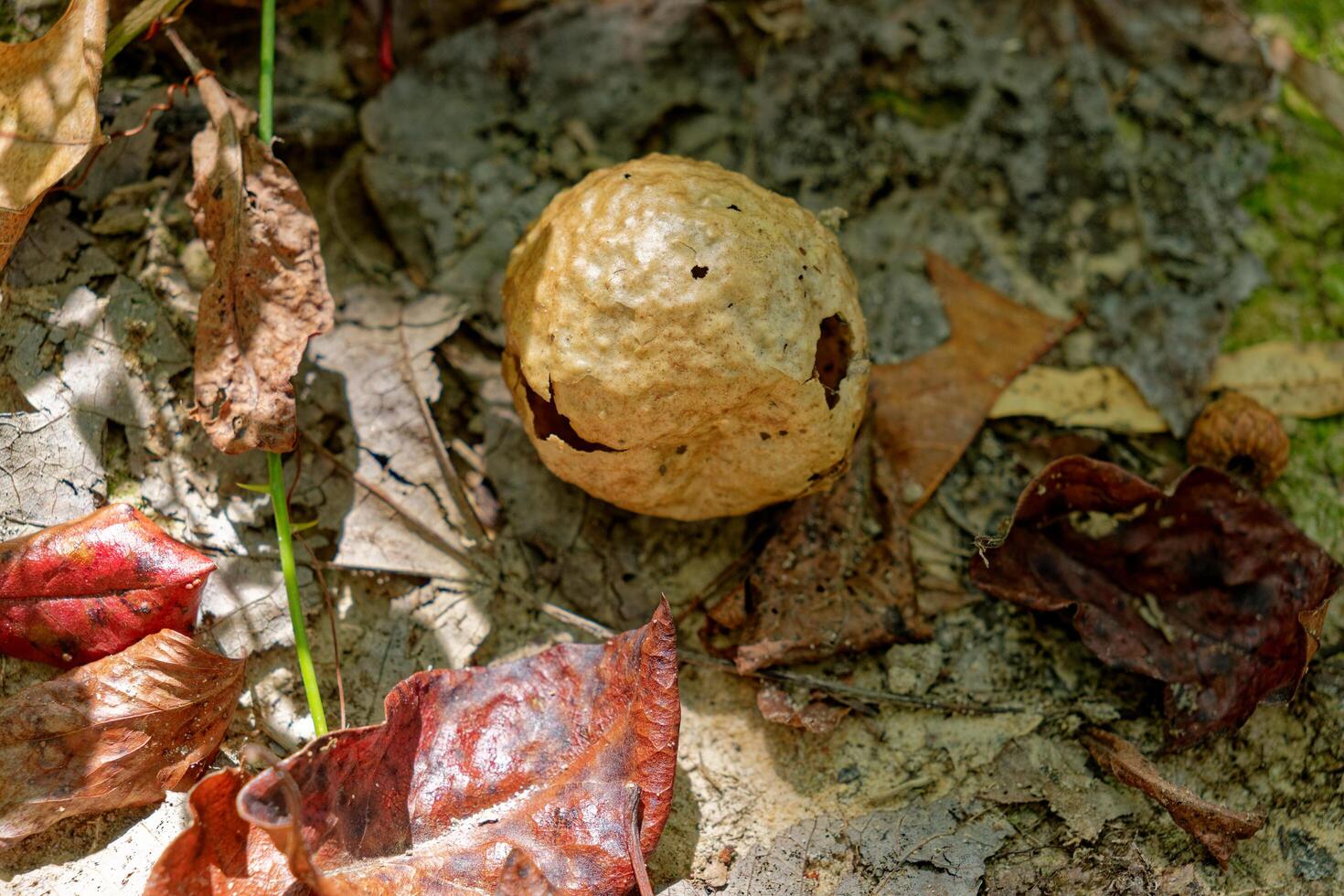 Insect gall on the ground photo