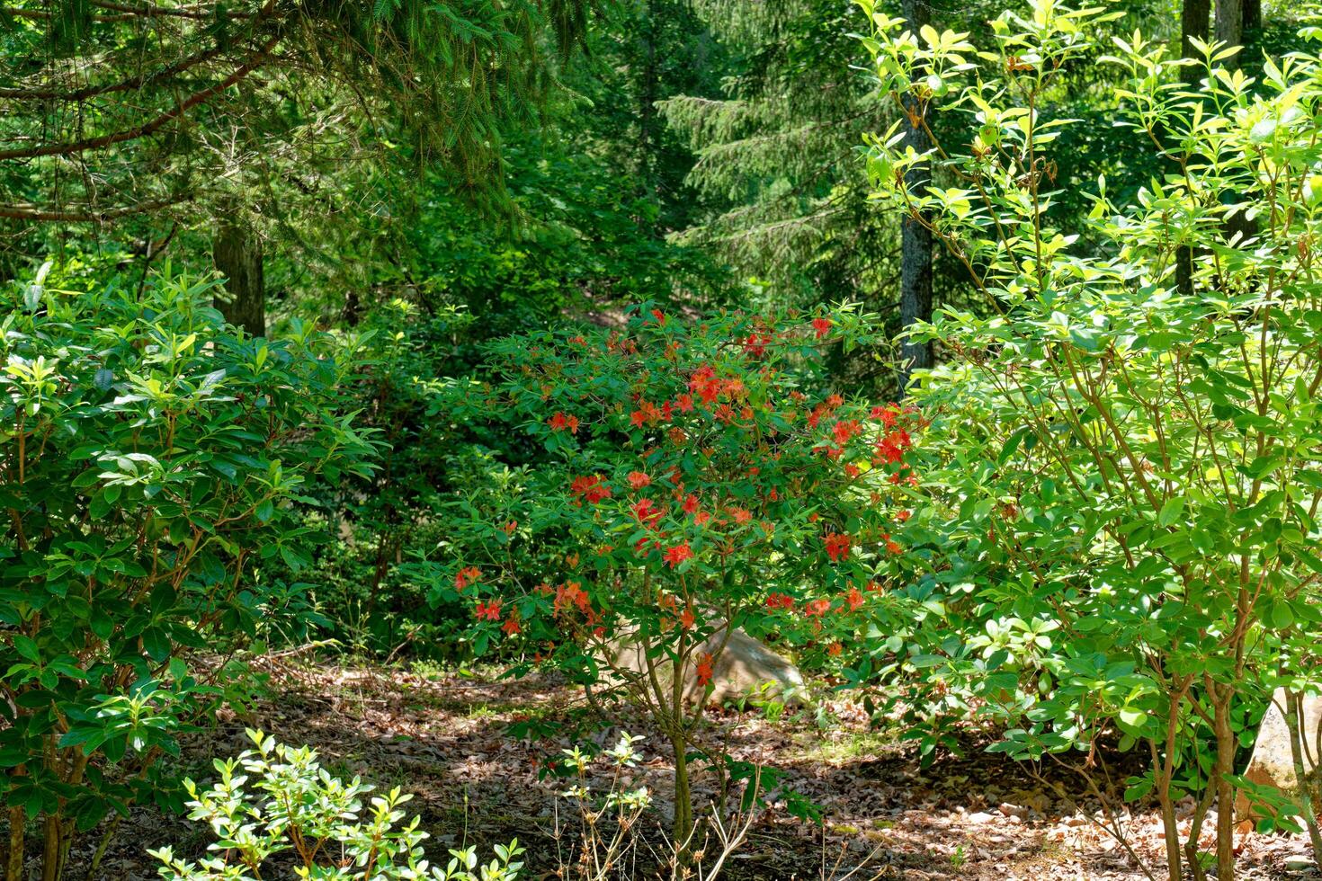 Flame azalea bush in bloom photo