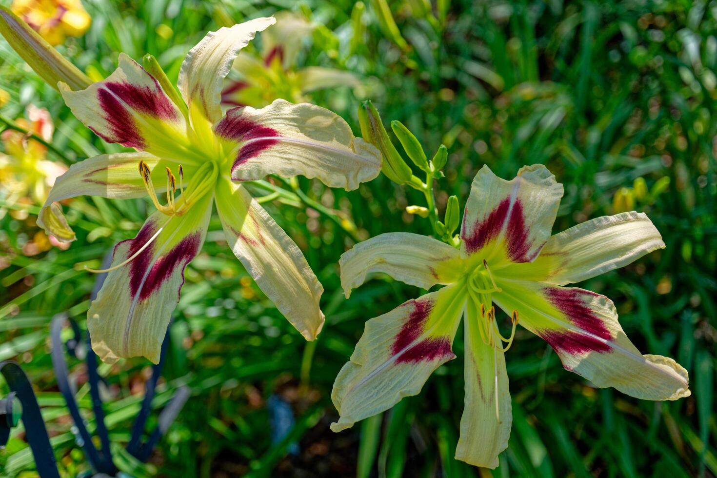 Light yellow with red daylilies photo