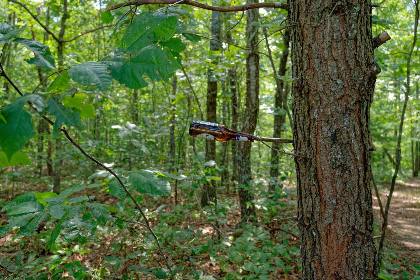 Beer bottle on a tree branch photo